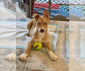Huskies -Labrador Retriever Mix Dogs for adoption in San Diego, CA, USA
