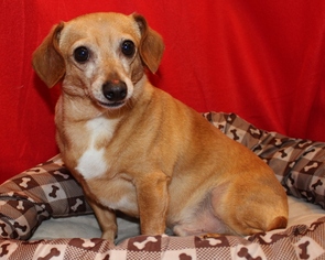 Chiweenie Dogs for adoption in Hillsdale, IN, USA