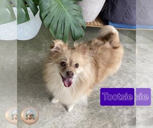 Pomeranian Dogs for adoption in Pensacola, FL, USA