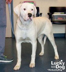 Medium Photo #1 Labrador Retriever-Unknown Mix Puppy For Sale in Washington, DC, USA