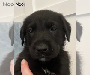 Medium Photo #1 Shepradors Puppy For Sale in Raleigh, NC, USA