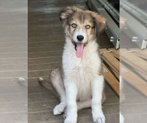 Medium Photo #1 Huskies -Unknown Mix Puppy For Sale in Alexander, AR, USA