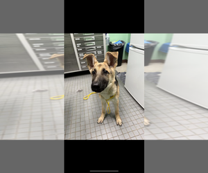 German Shepherd Dog Dogs for adoption in Oak Bluffs, MA, USA