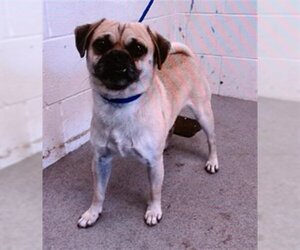 Puggle Dogs for adoption in San Bernardino, CA, USA