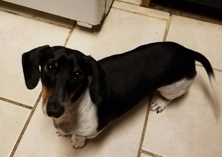 Dachshund Dogs for adoption in Helotes, TX, USA