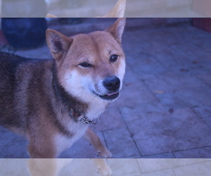 Shiba Inu Dogs for adoption in Los alamitos, CA, USA