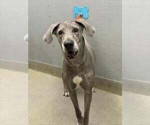 Great Dane-Unknown Mix Dogs for adoption in Las Vegas, NV, USA