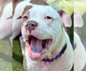 American Pit Bull Terrier Dogs for adoption in Hillsboro, NH, USA