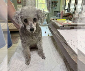Poodle (Toy) Dogs for adoption in Benton, LA, USA