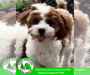 Cavapoo Dogs for adoption in Stroudsburg, PA, USA