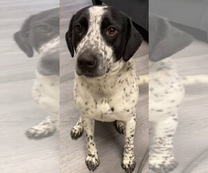 German Shorthaired Pointer-Unknown Mix Dogs for adoption in Evansville, IN, USA