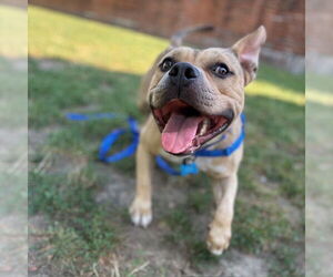 American Pit Bull Terrier Dogs for adoption in Boston, MA, USA