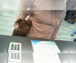 American Pit Bull Terrier Dogs for adoption in Charlotte, NC, USA