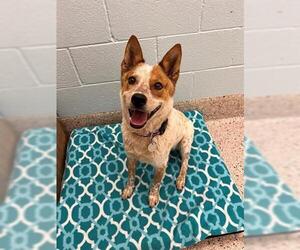 Australian Shepherd Dogs for adoption in Brighton, CO, USA