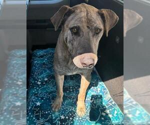 American Pit Bull Terrier-Labrador Retriever Mix Dogs for adoption in Orange, CA, USA