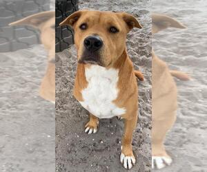 Medium Photo #1 Basenji-Labrador Retriever Mix Puppy For Sale in Sanford, FL, USA