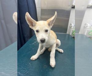 Finnish Spitz-Unknown Mix Dogs for adoption in Mobile, AL, USA