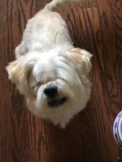Shih Tzu Dogs for adoption in Florence, KY, USA