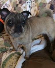 Pug Dogs for adoption in Sistersville, WV, USA