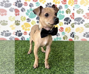 Chihuahua-Unknown Mix Dogs for adoption in Corona, CA, USA