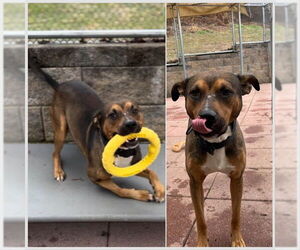 Mutt Dogs for adoption in Westminster, MD, USA