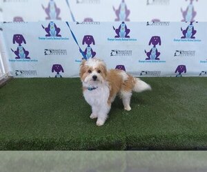 Pom-A-Poo Dogs for adoption in Orlando, FL, USA