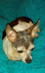 Chihuahua Dogs for adoption in Franklin, IN, USA