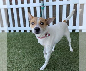 Chihuahua-Unknown Mix Dogs for adoption in Modesto, CA, USA