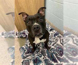 American Pit Bull Terrier Dogs for adoption in Brighton, CO, USA