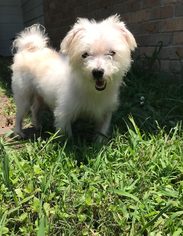 Medium Photo #1 Maltese-Unknown Mix Puppy For Sale in Jackson, MS, USA
