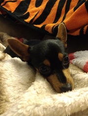 Miniature Pinscher Dogs for adoption in Thomasville, NC, USA