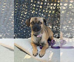 Chug Dogs for adoption in San Juan Capistrano, CA, USA