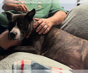 American Pit Bull Terrier-Unknown Mix Dogs for adoption in Germantown, OH, USA