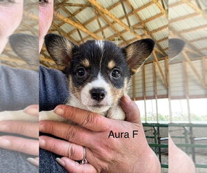 Mutt Dogs for adoption in Studio City, CA, USA