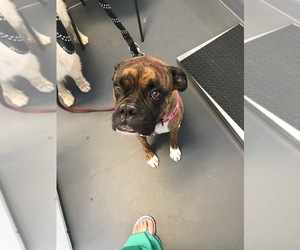 Boxer Dogs for adoption in Oak Bluffs, MA, USA