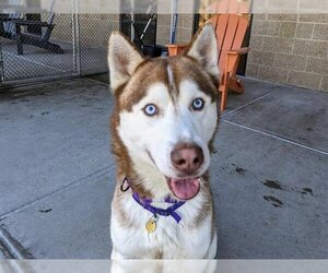 Siberian Husky Dogs for adoption in Denver, CO, USA