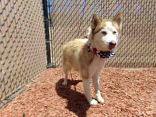Alaskan Husky Dogs for adoption in Norco, CA, USA