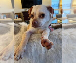 Chihuahua-Unknown Mix Dogs for adoption in San Diego, CA, USA