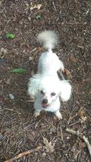 Poodle (Toy) Dogs for adoption in Fayetteville, GA, USA