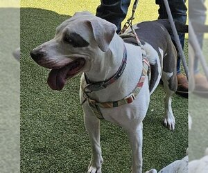 American Bulldog Dogs for adoption in San Martin, CA, USA