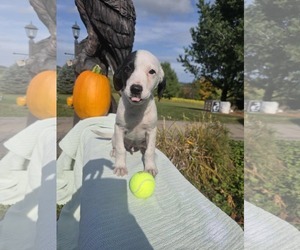 Borador Dogs for adoption in SHERBURNE, NY, USA