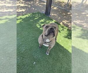 American Pit Bull Terrier Dogs for adoption in HESPERIA, CA, USA