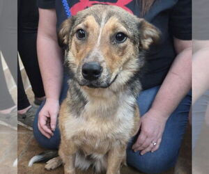 Mutt Dogs for adoption in Martinsburg, WV, USA