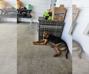 Mutt Dogs for adoption in Abbeville, LA, USA