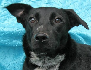 Borador Dogs for adoption in Cuba, NY, USA