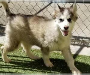 - Mix Dogs for adoption in Canyon Country, CA, USA