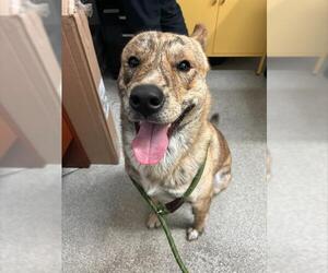 Holland Shepherd Dogs for adoption in Alameda, CA, USA