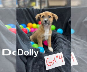Mutt Dogs for adoption in Estherville, IA, USA
