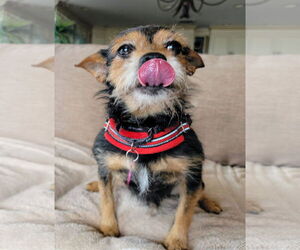 Mutt Dogs for adoption in Berlin, MD, USA