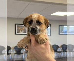 Shih Tzu-Unknown Mix Dogs for adoption in Bolivar, MO, USA